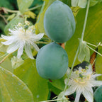 Lot De 2 Passiflores Constance Elli
