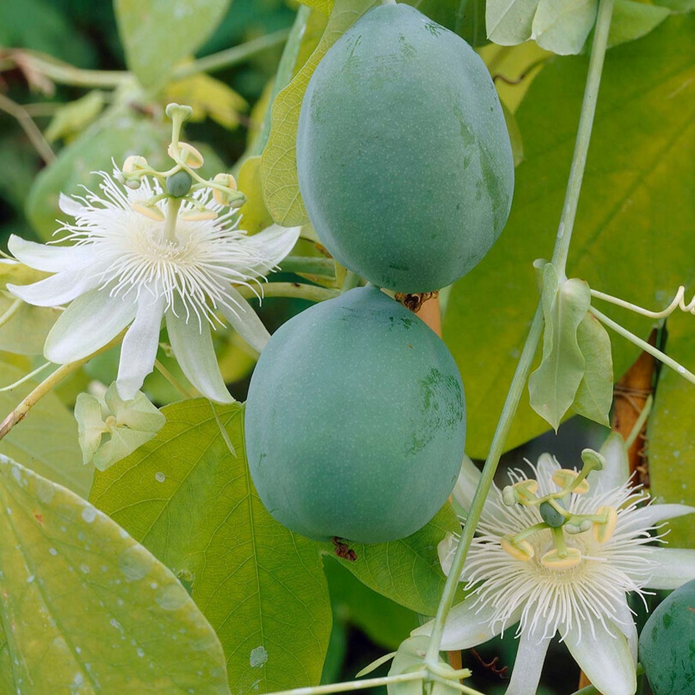 Lot De 2 Passiflores Constance Elli