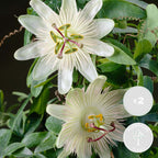 Lot De 2 Passiflores Constance Elli