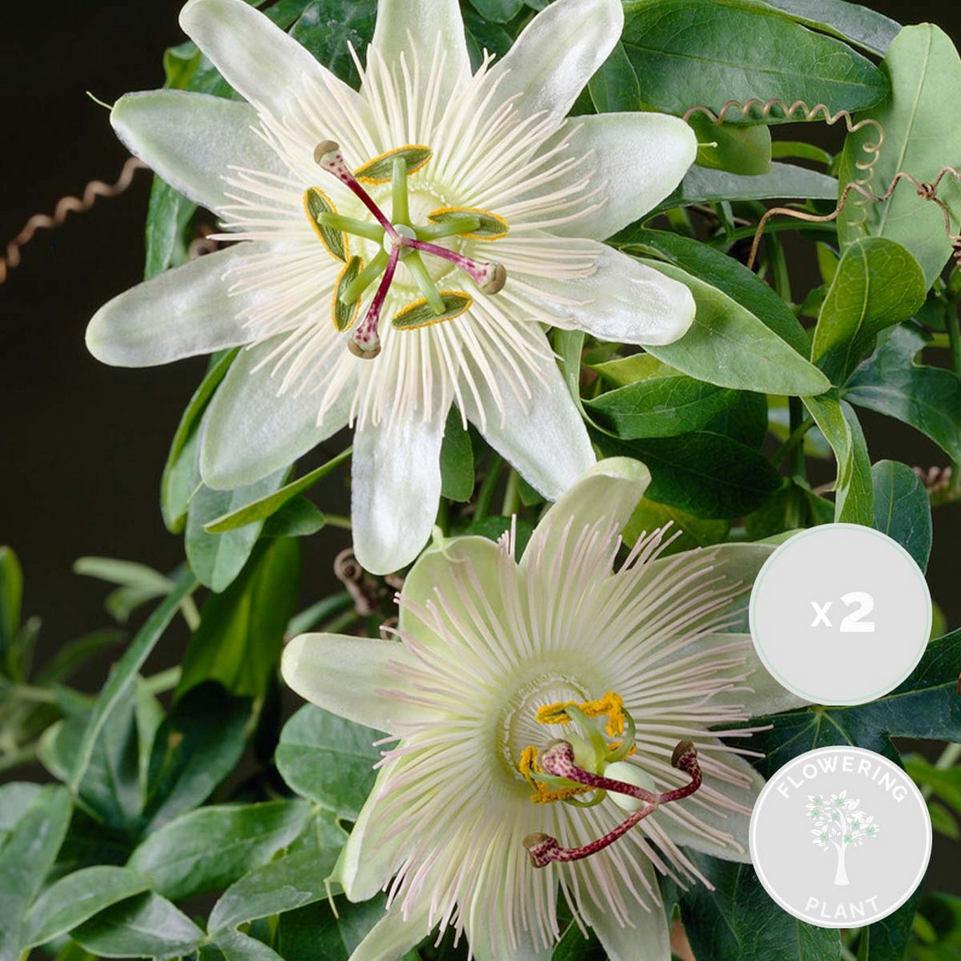 Lot De 2 Passiflores Constance Elli