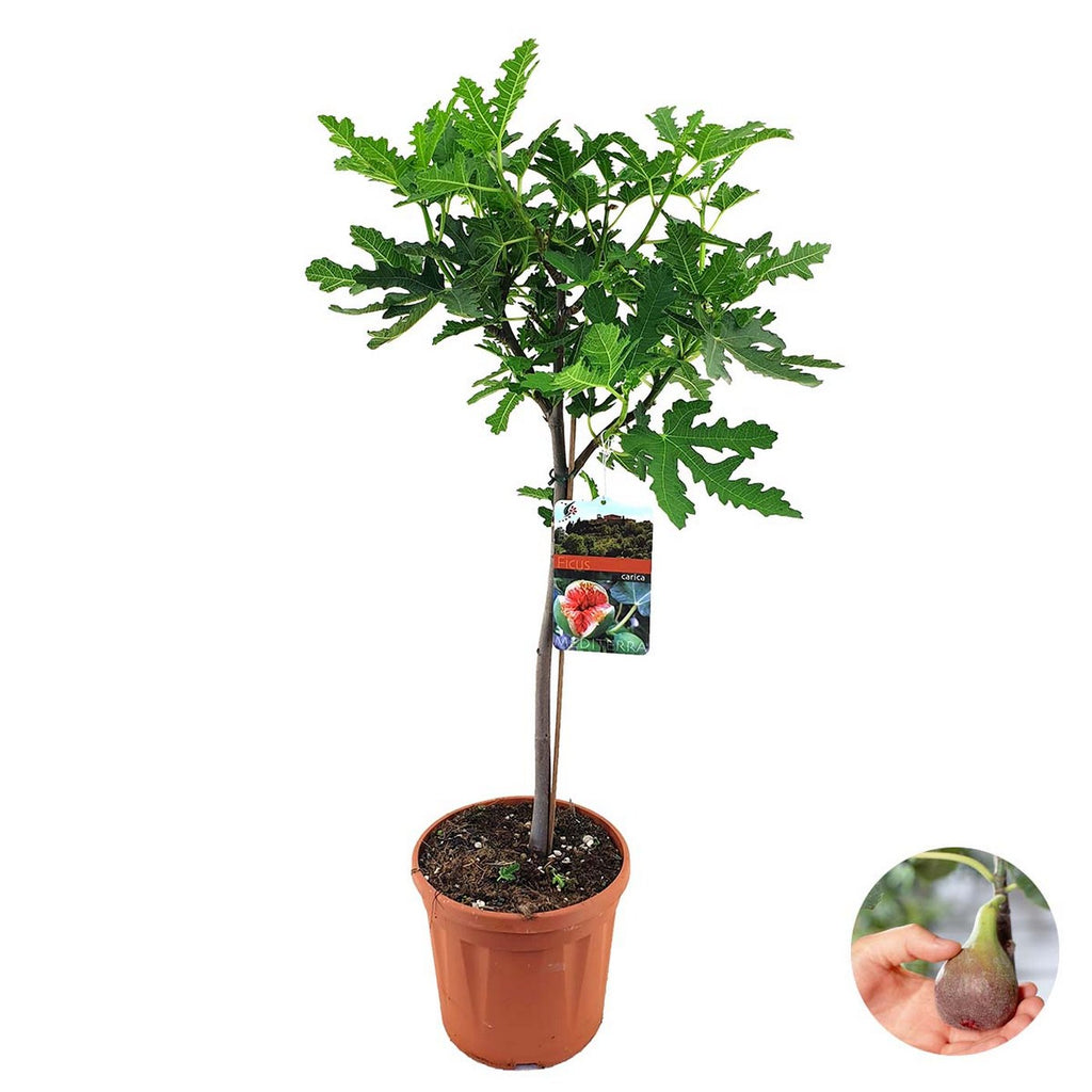 Figuier - Ficus Carica