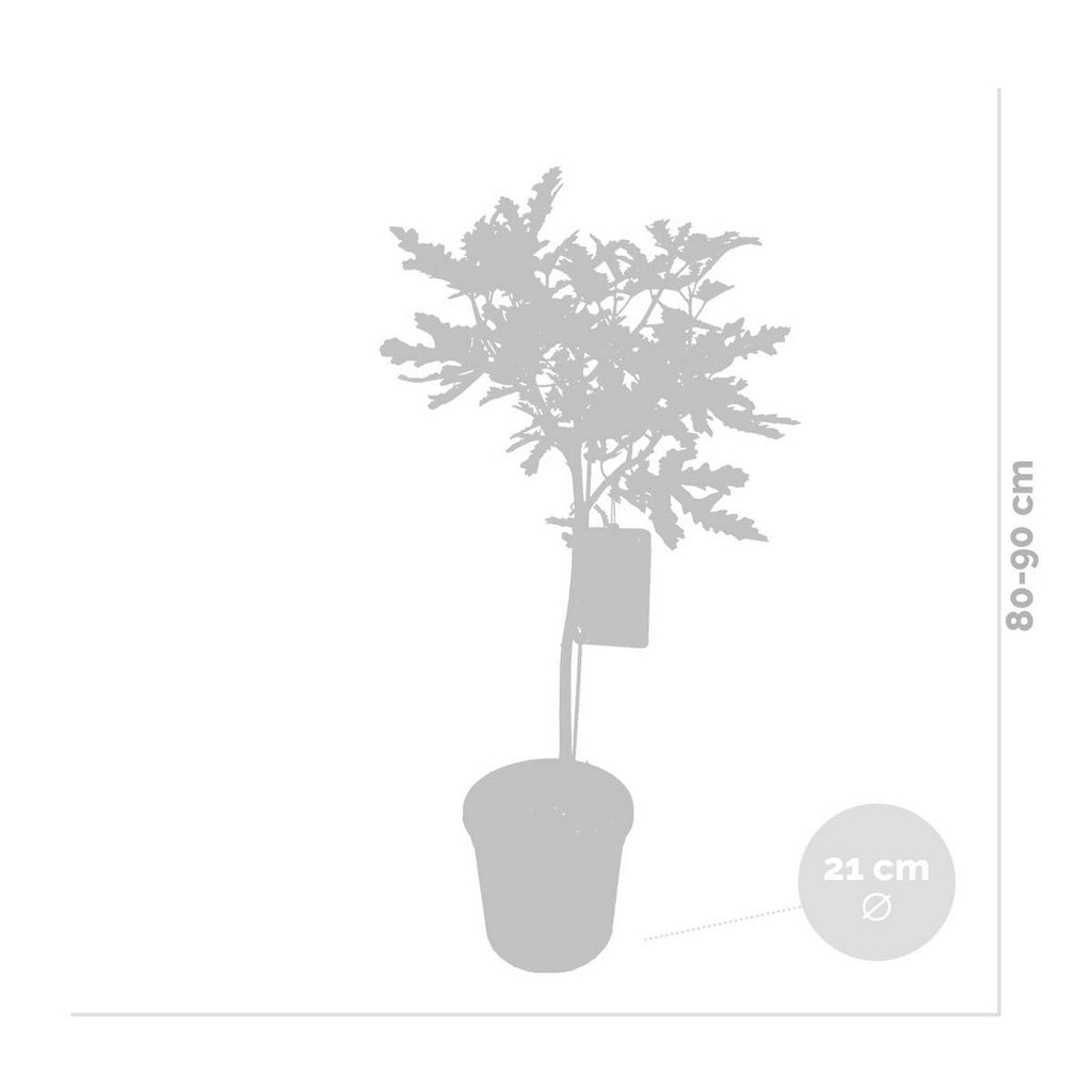 Figuier - Ficus Carica