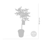 Figuier - Ficus Carica