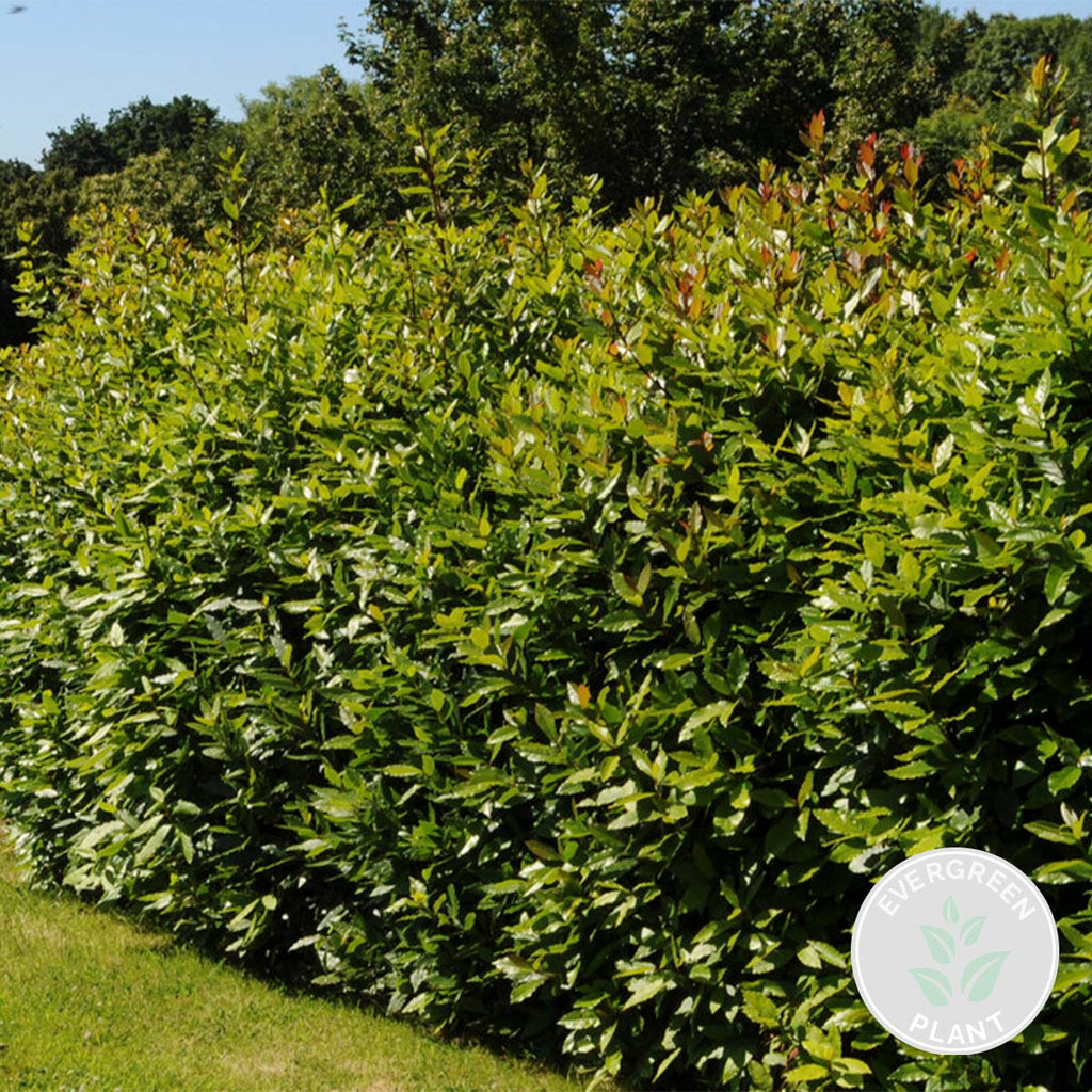 XL Bay Laurel – Outdoor Plant