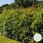 XL Bay Laurel – Outdoor Plant