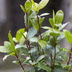 XL Bay Laurel – Outdoor Plant