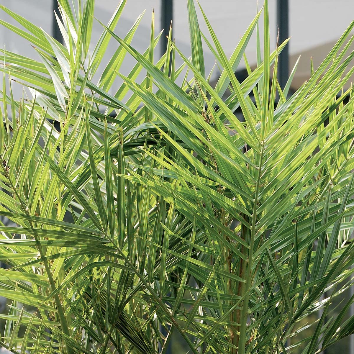 Palmier Des Canaries – Plante D'Extérieur