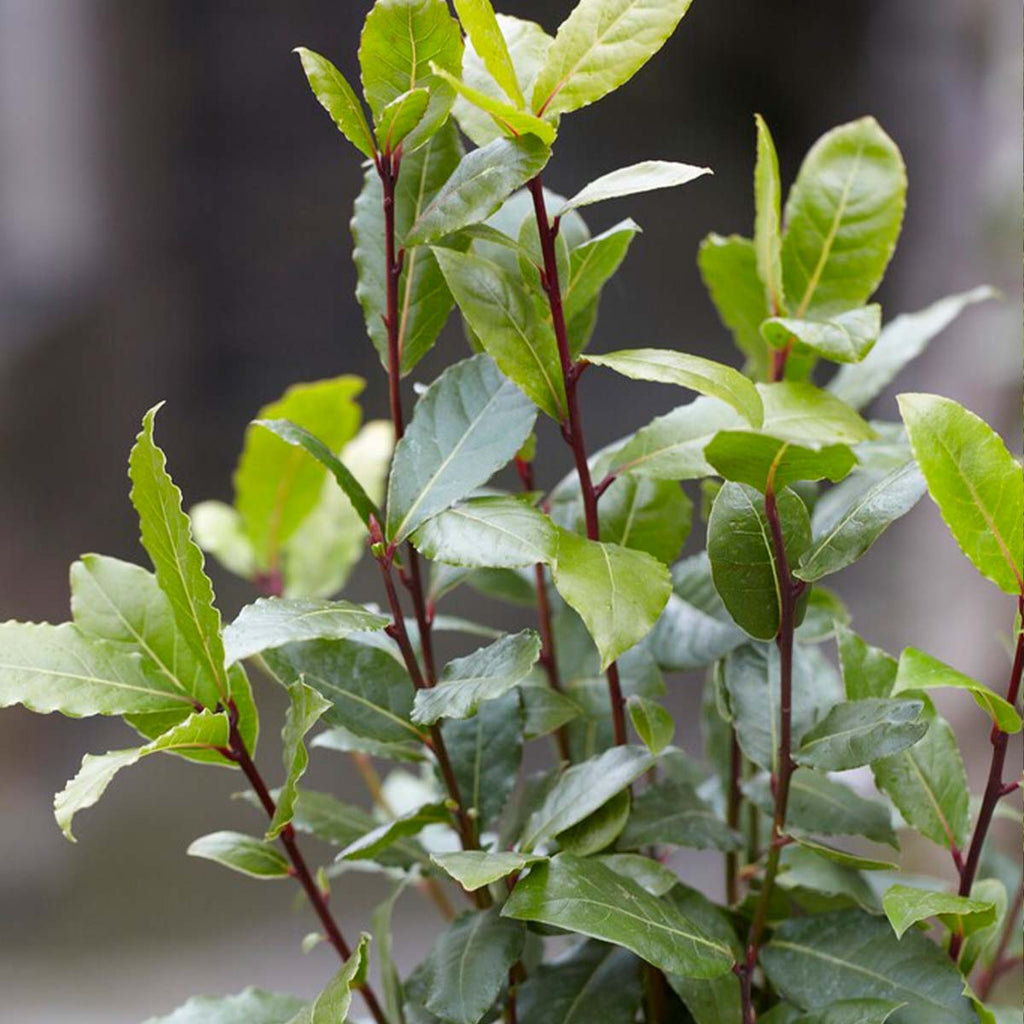 Set of 2 Bay Laurels – Outdoor Plant
