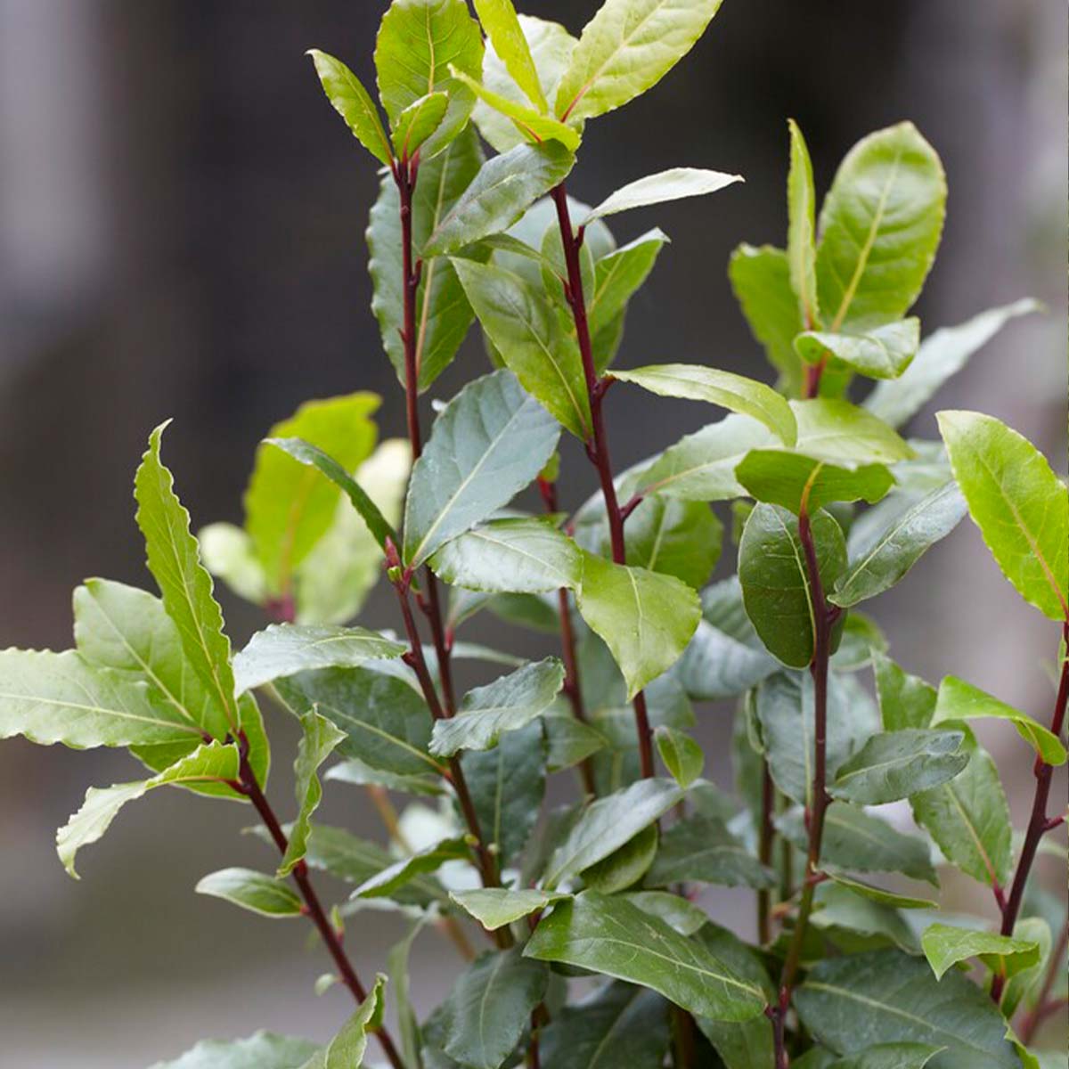 Set of 2 Bay Laurels – Outdoor Plant