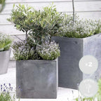 Lot De 2 Petits Oliviers – Plante D'Extérieur
