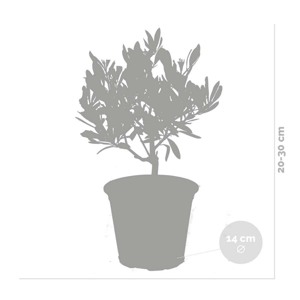 Lot De 2 Petits Oliviers – Plante D'Extérieur