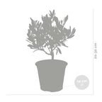 Lot De 2 Petits Oliviers – Plante D'Extérieur