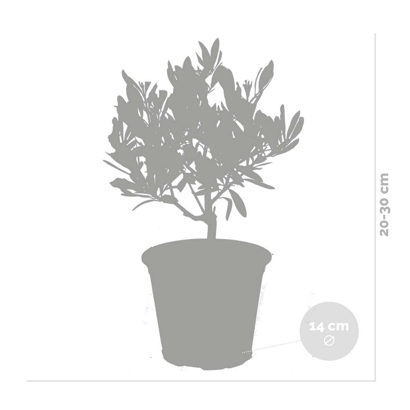 Lot De 2 Petits Oliviers – Plante D'Extérieur