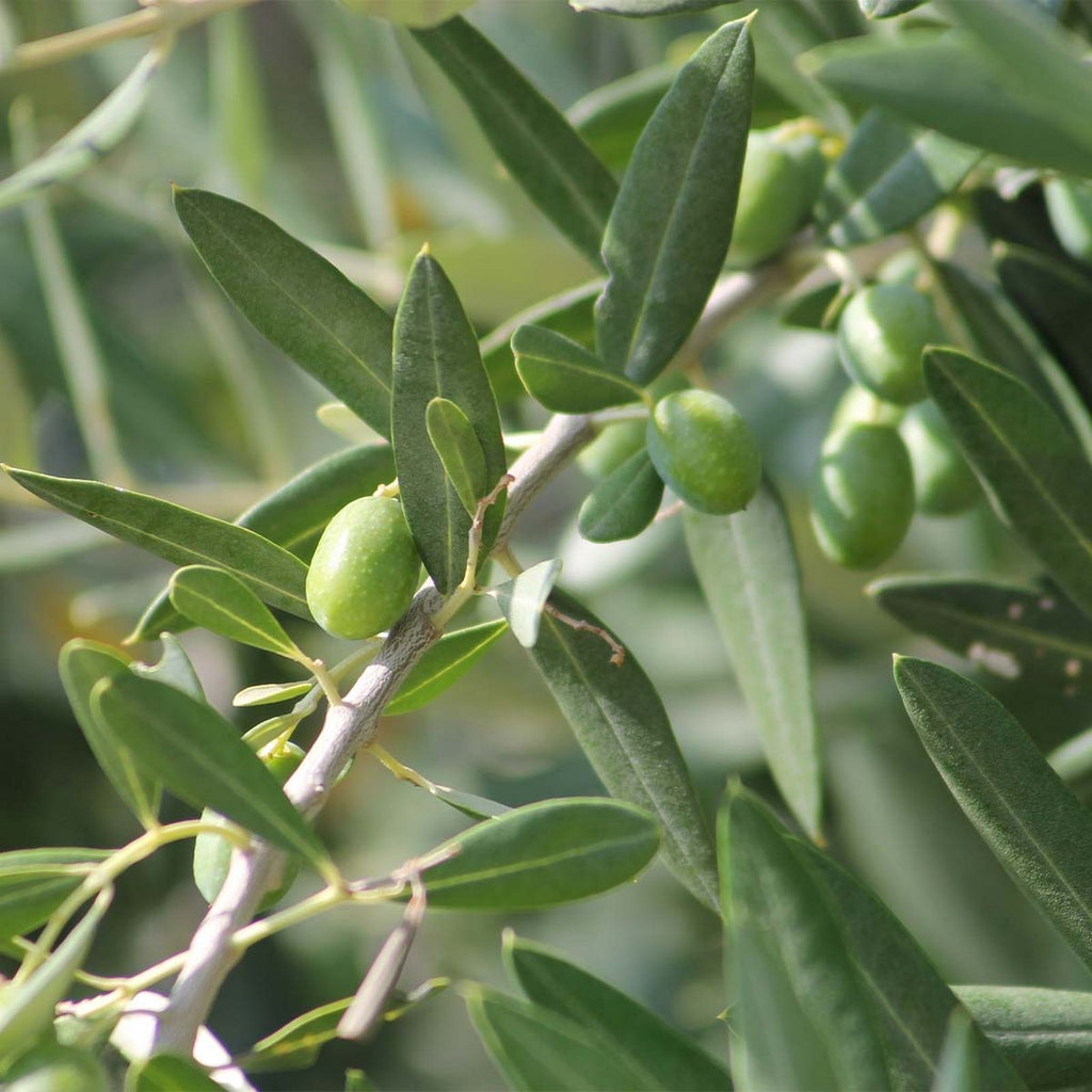 Lot De 2 Petits Oliviers – Plante D'Extérieur