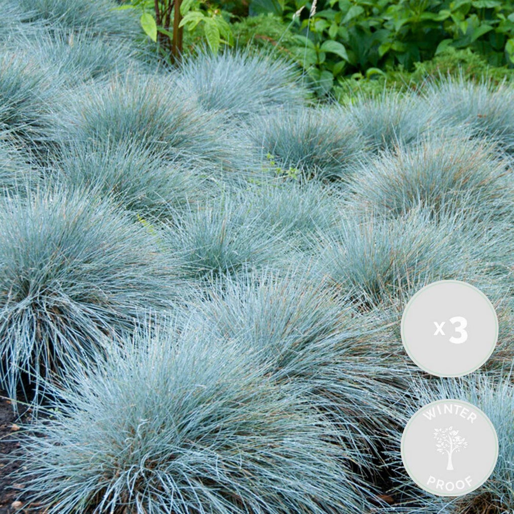 Lot De 3 Festuca – Plante D'Extérieur