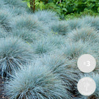 Lot De 3 Festuca – Plante D'Extérieur