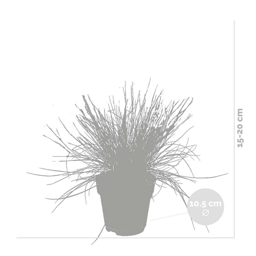 Lot De 3 Festuca – Plante D'Extérieur
