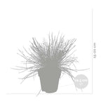 Lot De 3 Festuca – Plante D'Extérieur