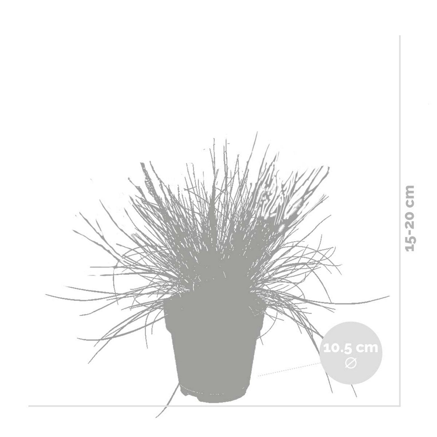 Lot De 3 Festuca – Plante D'Extérieur