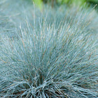 Lot De 3 Festuca – Plante D'Extérieur