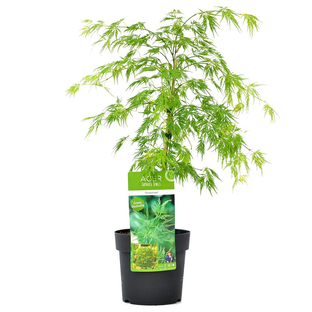 Arce japonés Dissectum – Planta de exterior