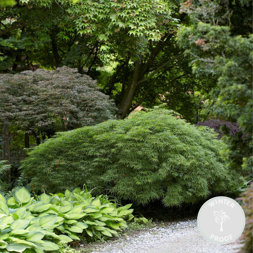 Arce japonés Dissectum – Planta de exterior