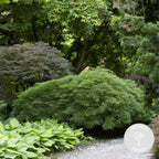 Arce japonés Dissectum – Planta de exterior