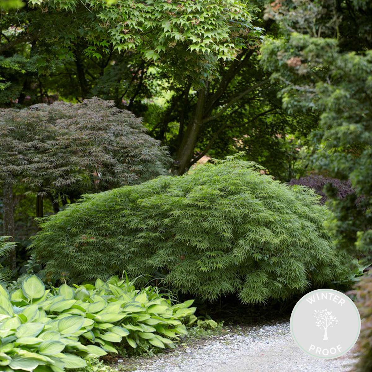 Arce japonés Dissectum – Planta de exterior