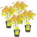 Set of 4 Orange Dream Japanese Maples – Outdoor Plant