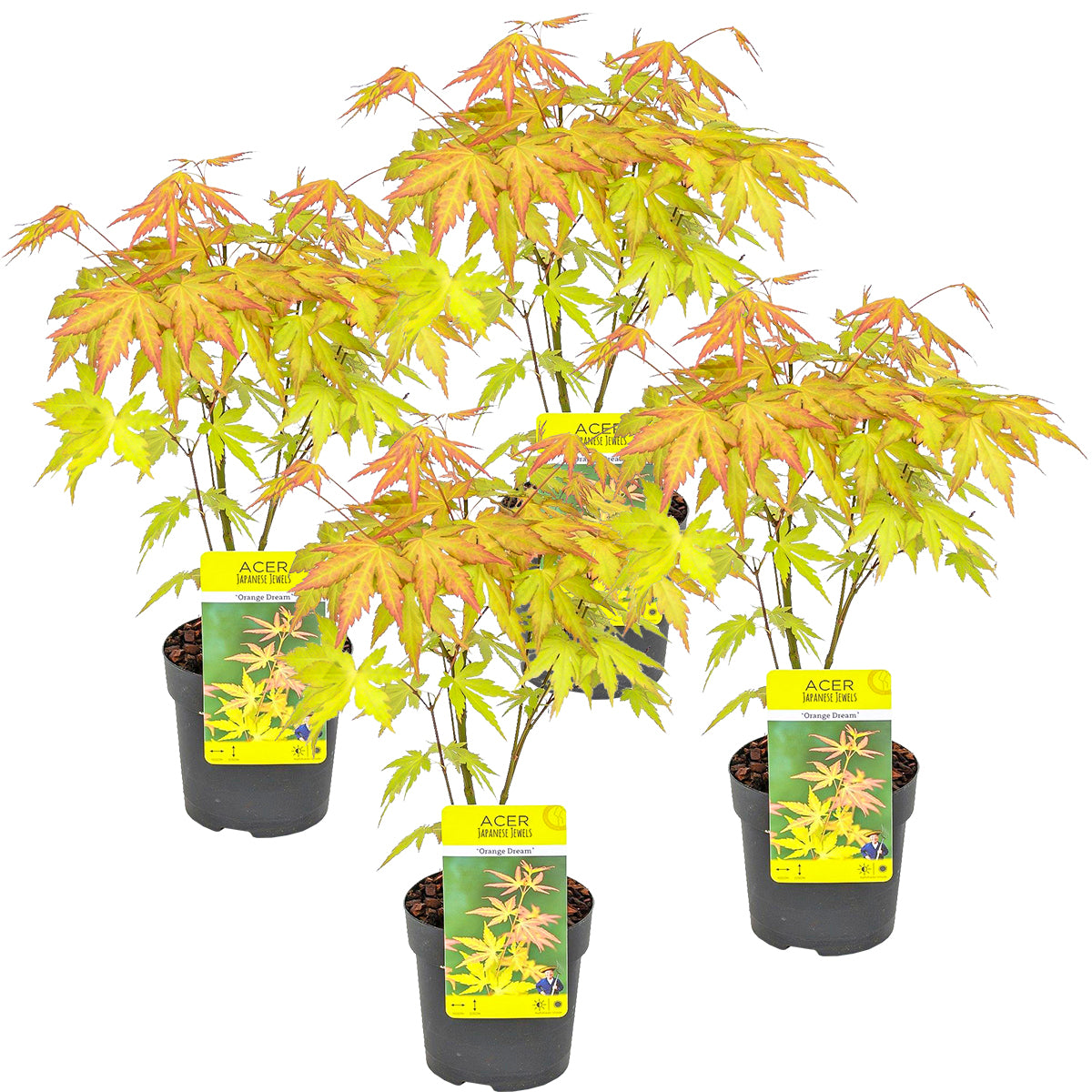 Set of 4 Orange Dream Japanese Maples – Outdoor Plant
