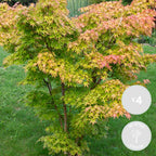 Set of 4 Orange Dream Japanese Maples – Outdoor Plant