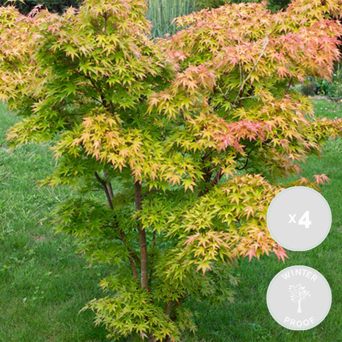 Set of 4 Orange Dream Japanese Maples – Outdoor Plant