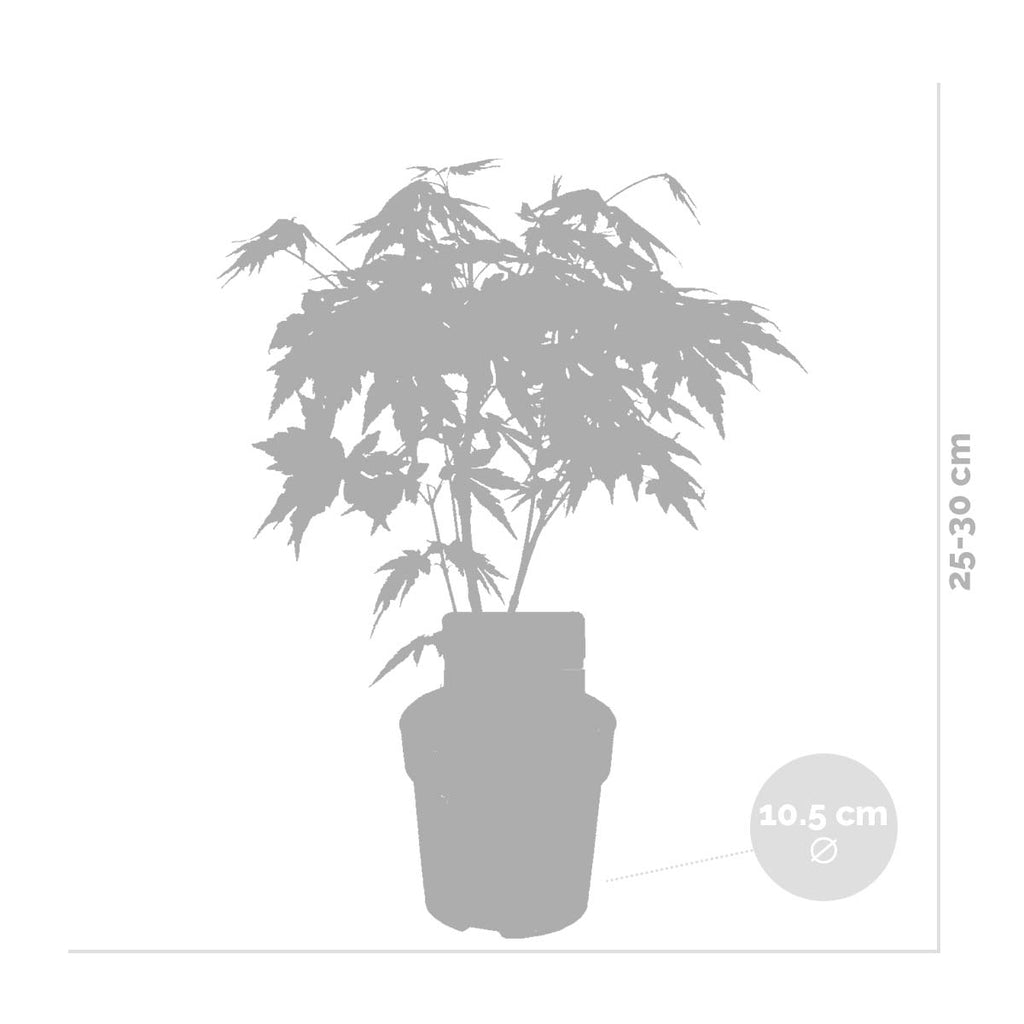 Set of 4 Orange Dream Japanese Maples – Outdoor Plant