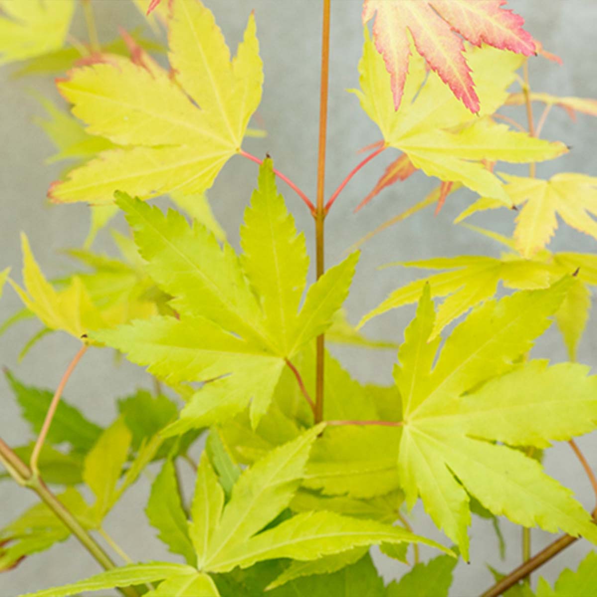 Set of 4 Orange Dream Japanese Maples – Outdoor Plant