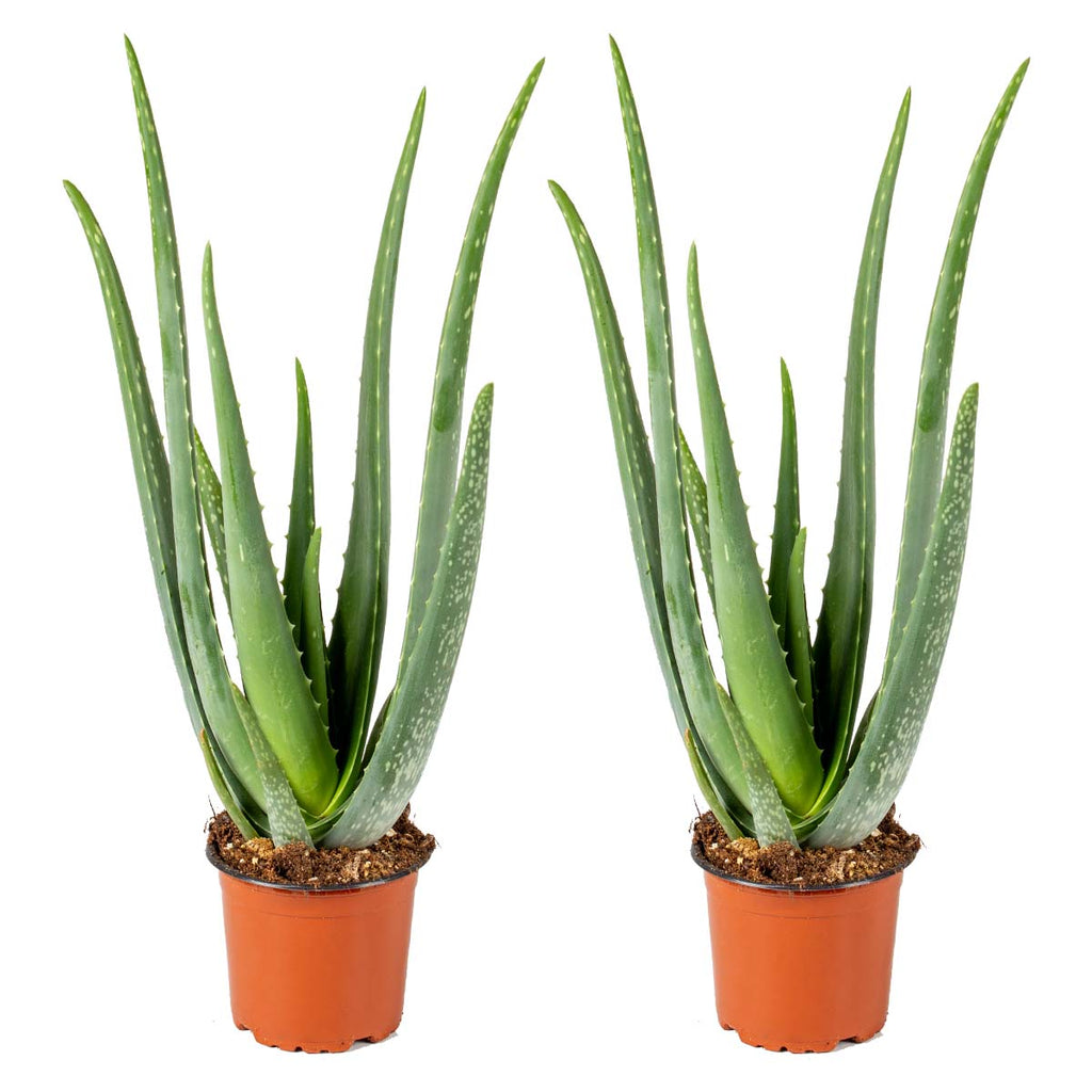 Lote de 2 Aloe Vera – Planta de interior