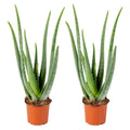 Lote de 2 Aloe Vera – Planta de interior