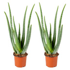 Lote de 2 Aloe Vera – Planta de interior