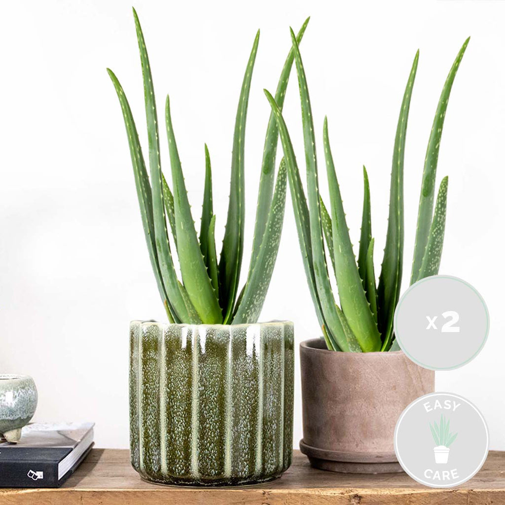 Lote de 2 Aloe Vera – Planta de interior