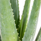 Lote de 2 Aloe Vera – Planta de interior