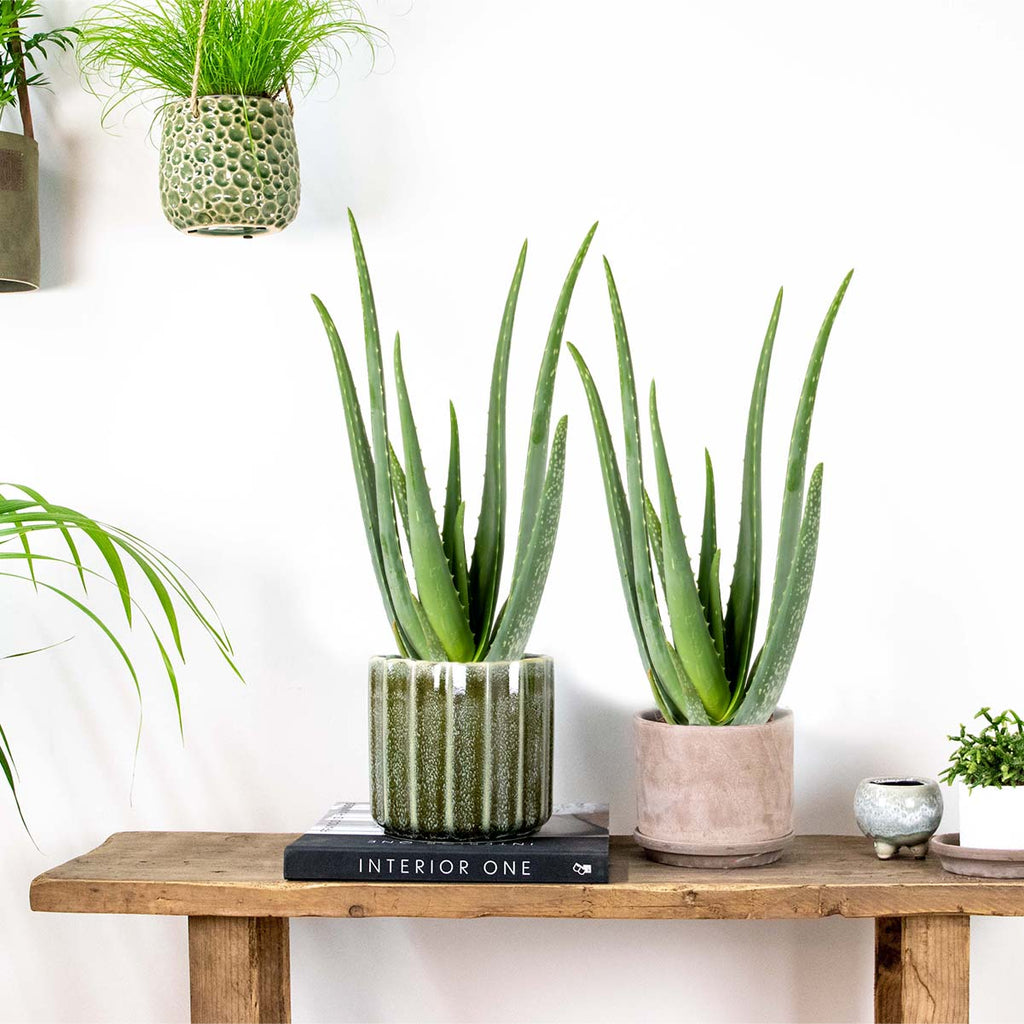 Lote de 2 Aloe Vera – Planta de interior