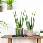 Lote de 2 Aloe Vera – Planta de interior