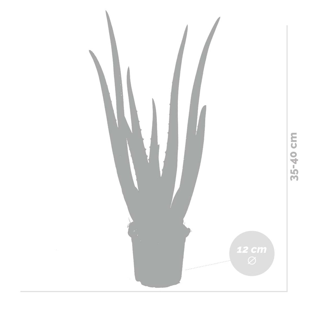 Lote de 2 Aloe Vera – Planta de interior