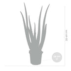 Lote de 2 Aloe Vera – Planta de interior