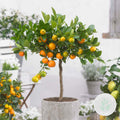 Citrus Calamondin – Plante D'Extérieur