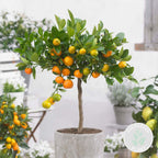 Citrus Calamondin – Plante D'Extérieur