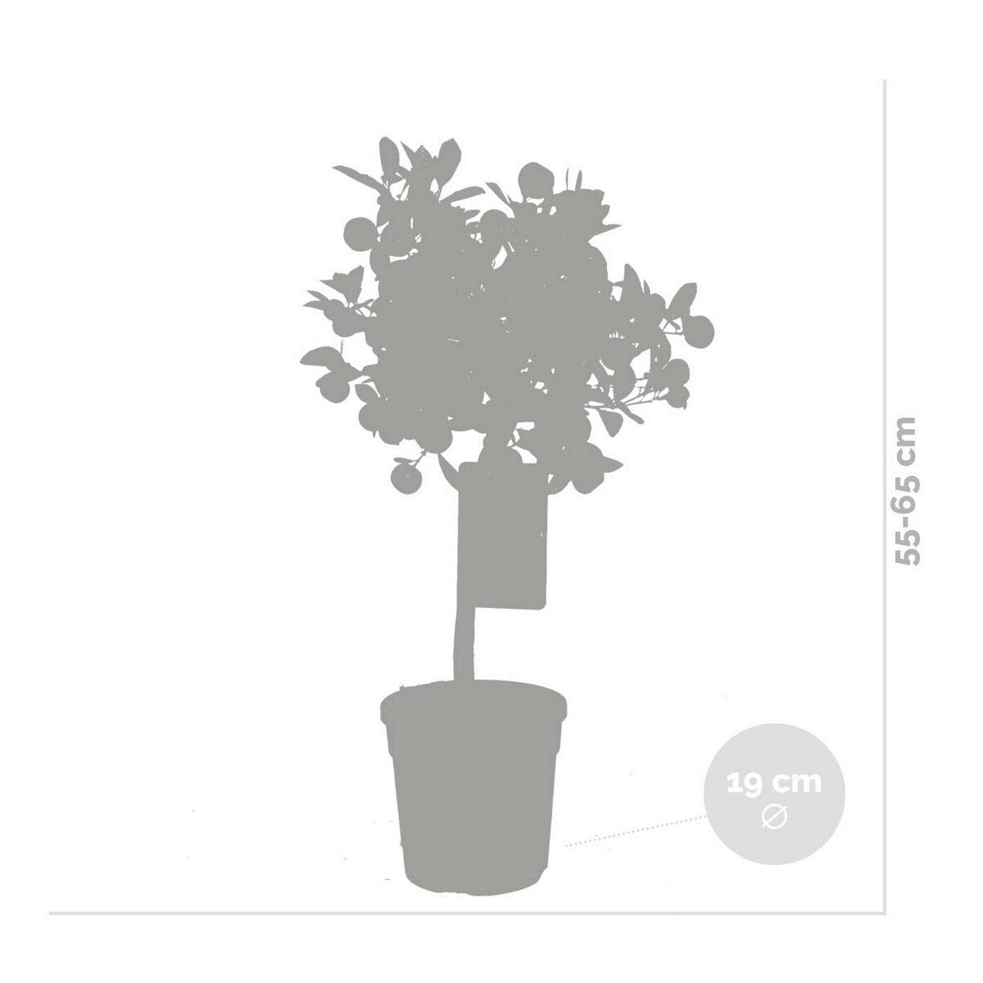 Citrus Calamondin – Plante D'Extérieur