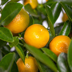 Citrus Calamondin – Plante D'Extérieur