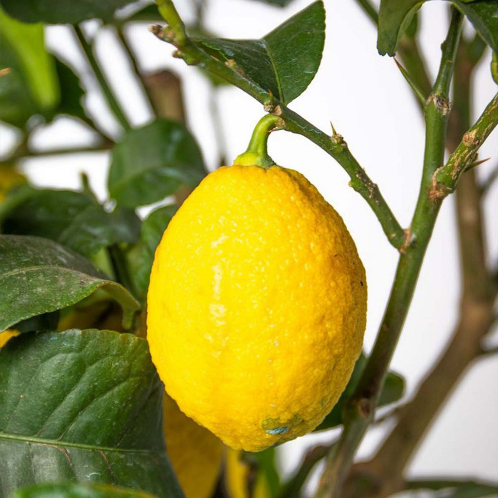 Limonero - Citrus Limon – Planta de exterior