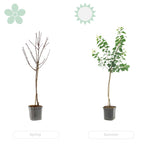 Limonero - Citrus Limon – Planta de exterior