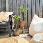 Set of 2 Olive Trees – Outdoor Plant